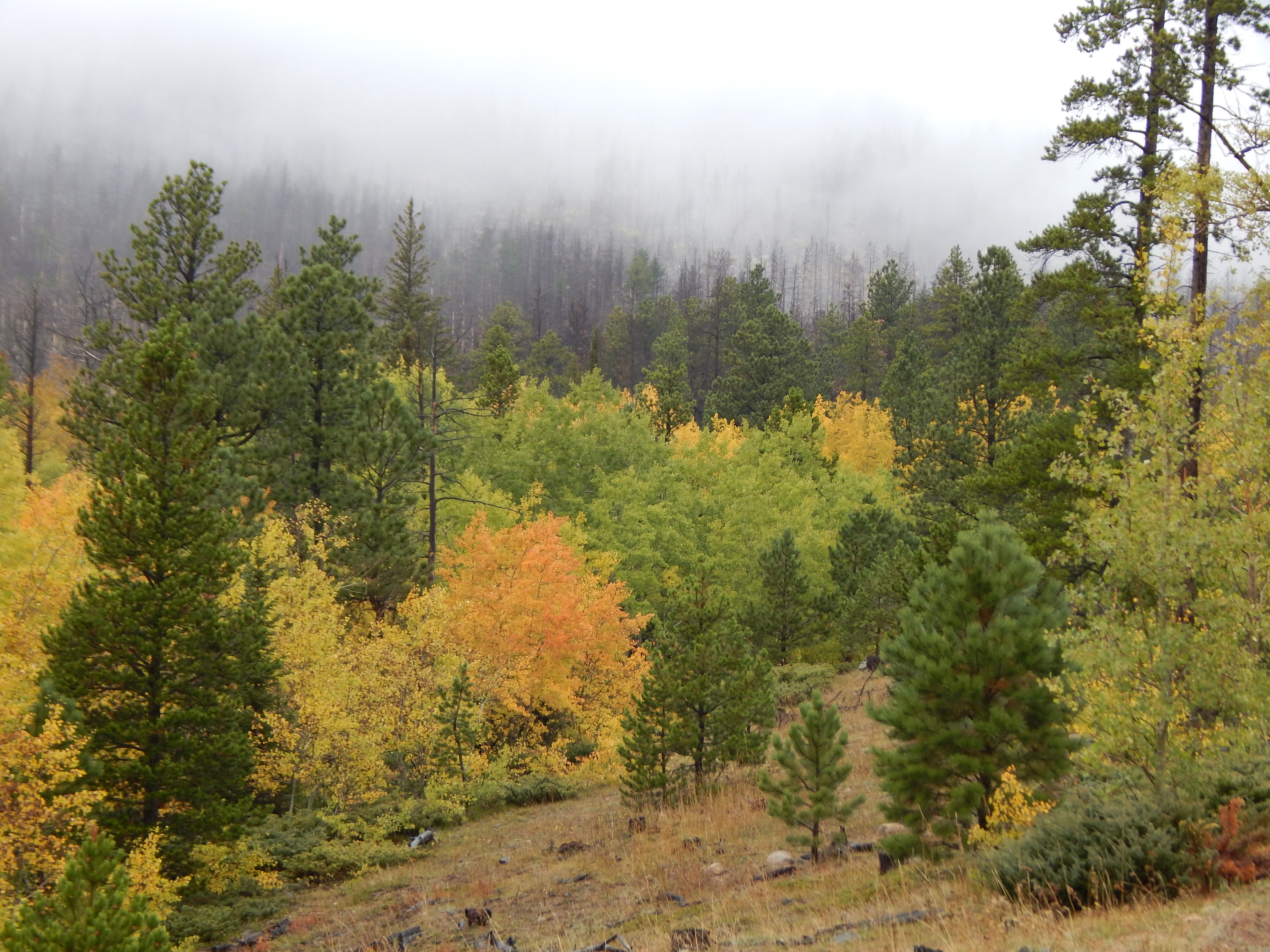 Fall Colors