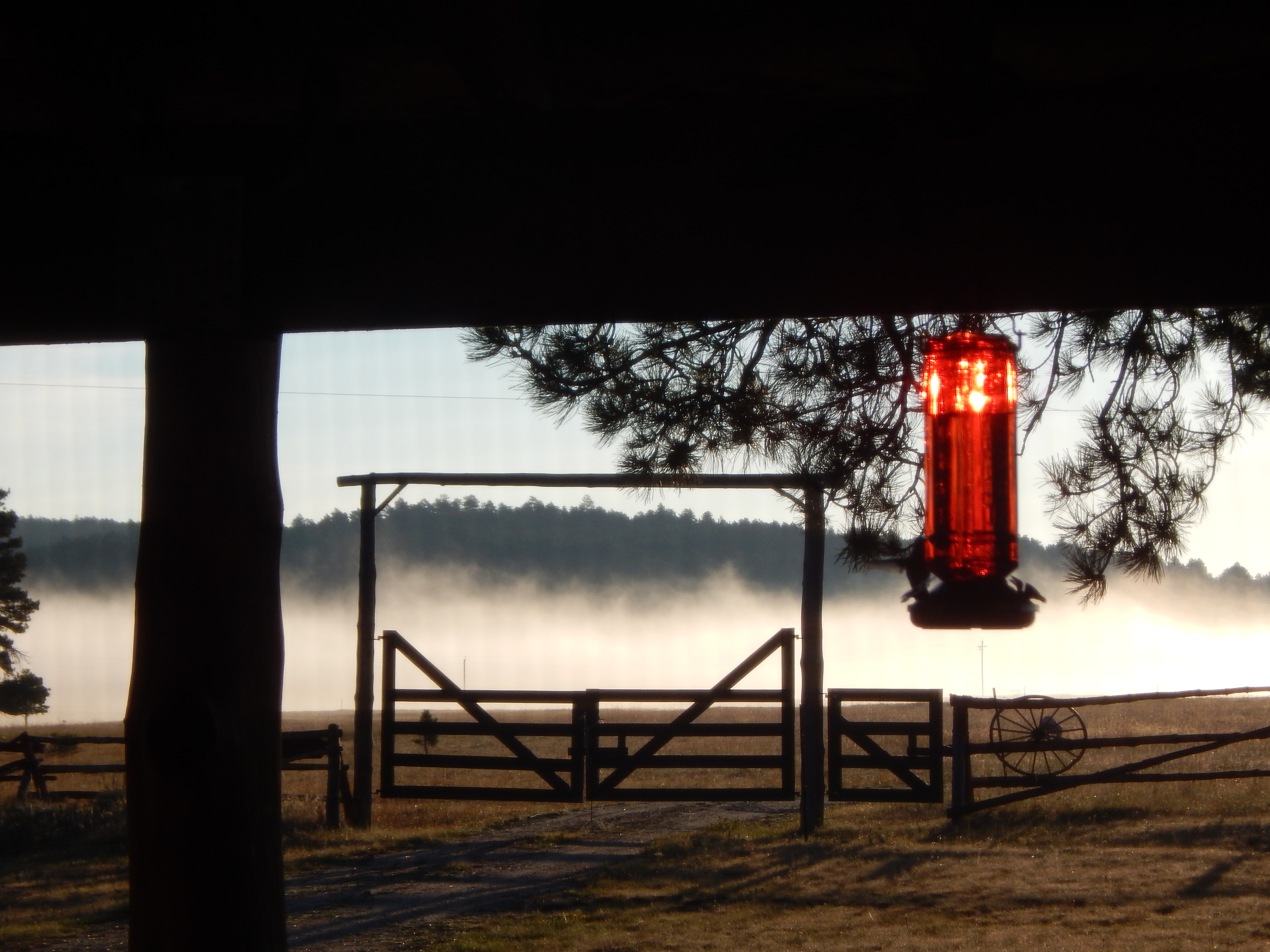 Feeder in the Fog