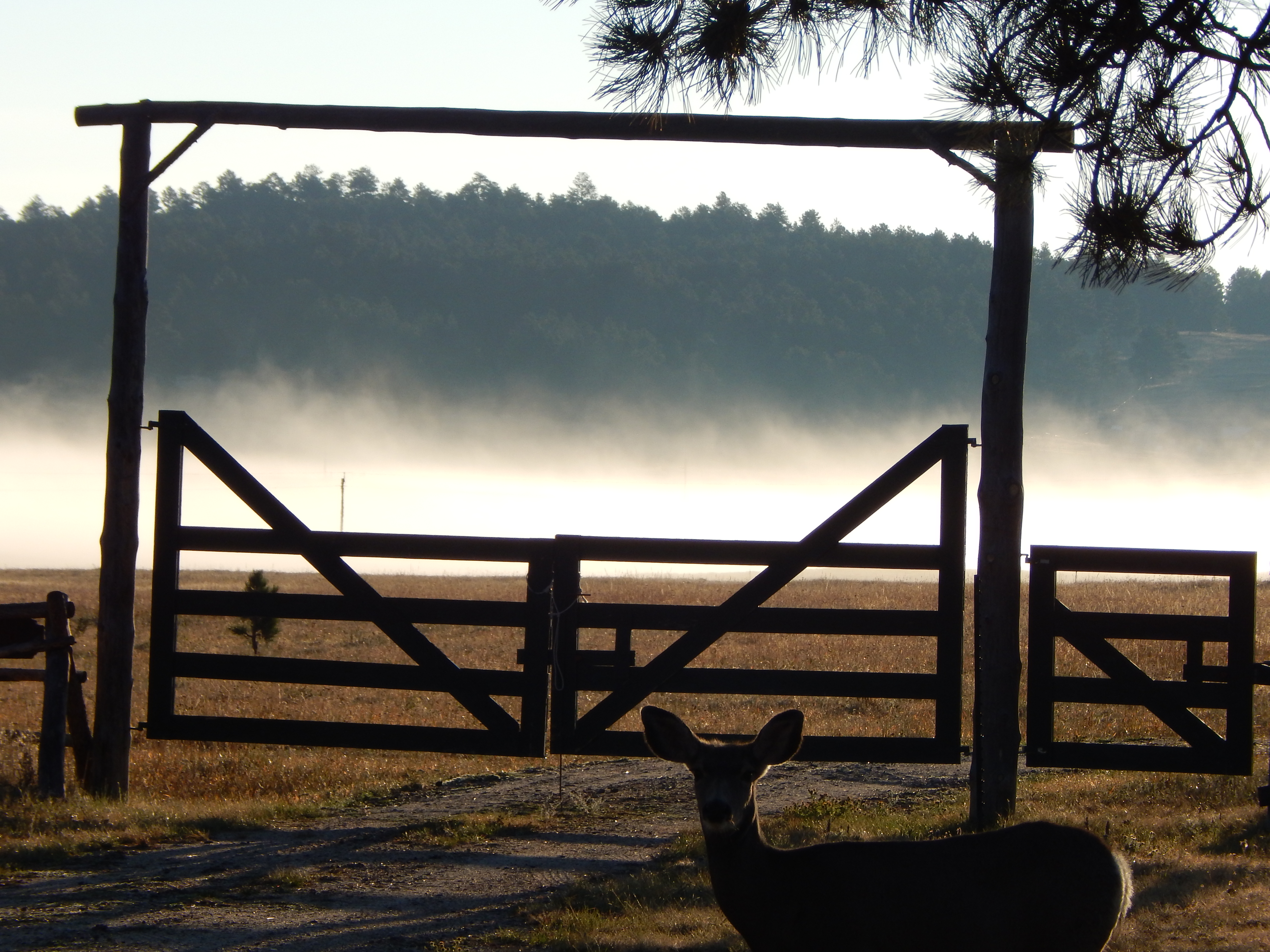 Gate in the Fog