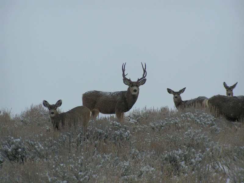 Mule Deer