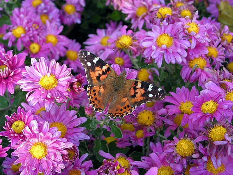 Summertime Visitor